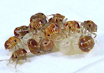 Newly hatched stinkbugs climbing over a pile of eggs.
